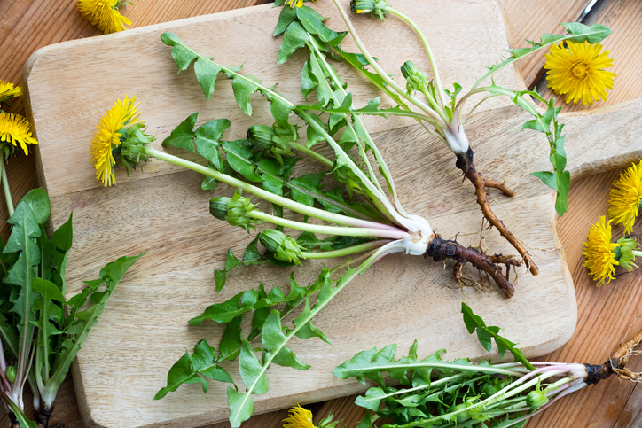 Whole dandelion plant with root on a table, top view