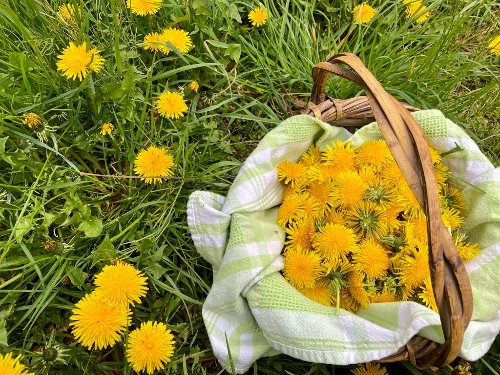 dandelions