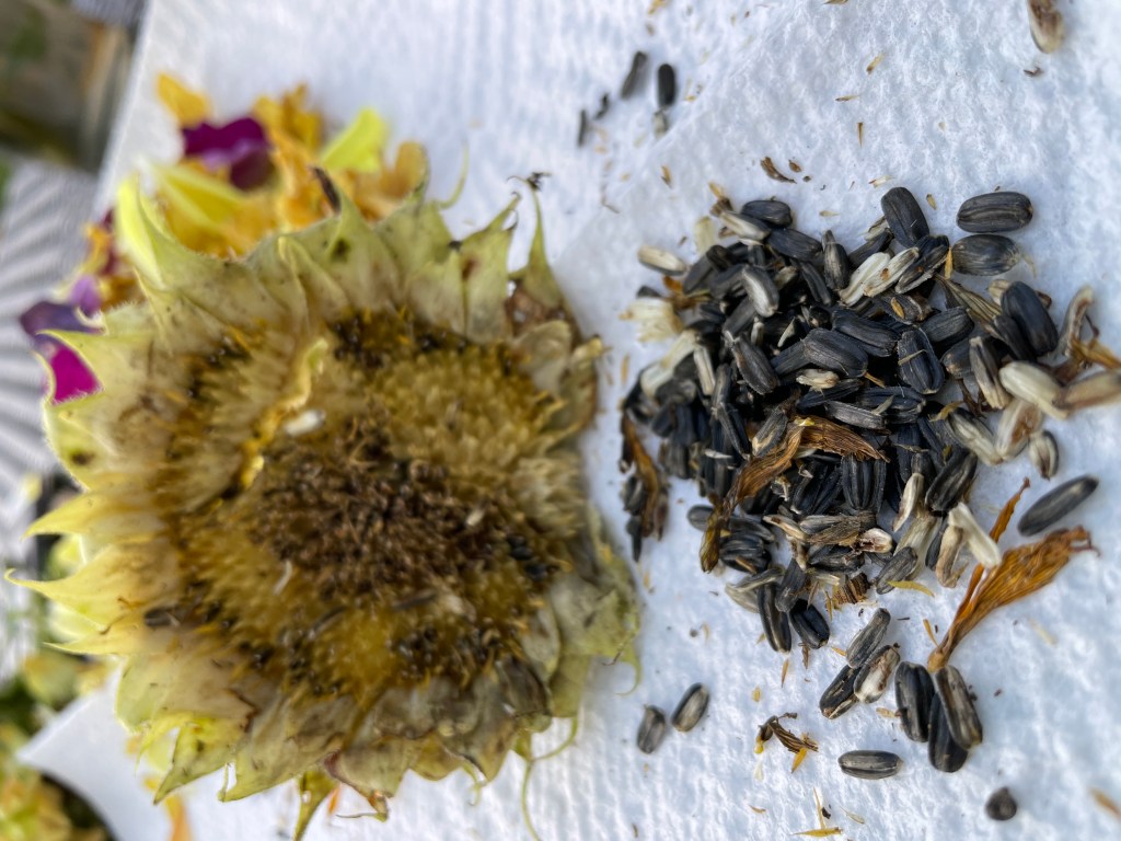 seed saving sunflowers