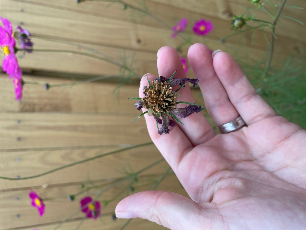cosmos gone to seed