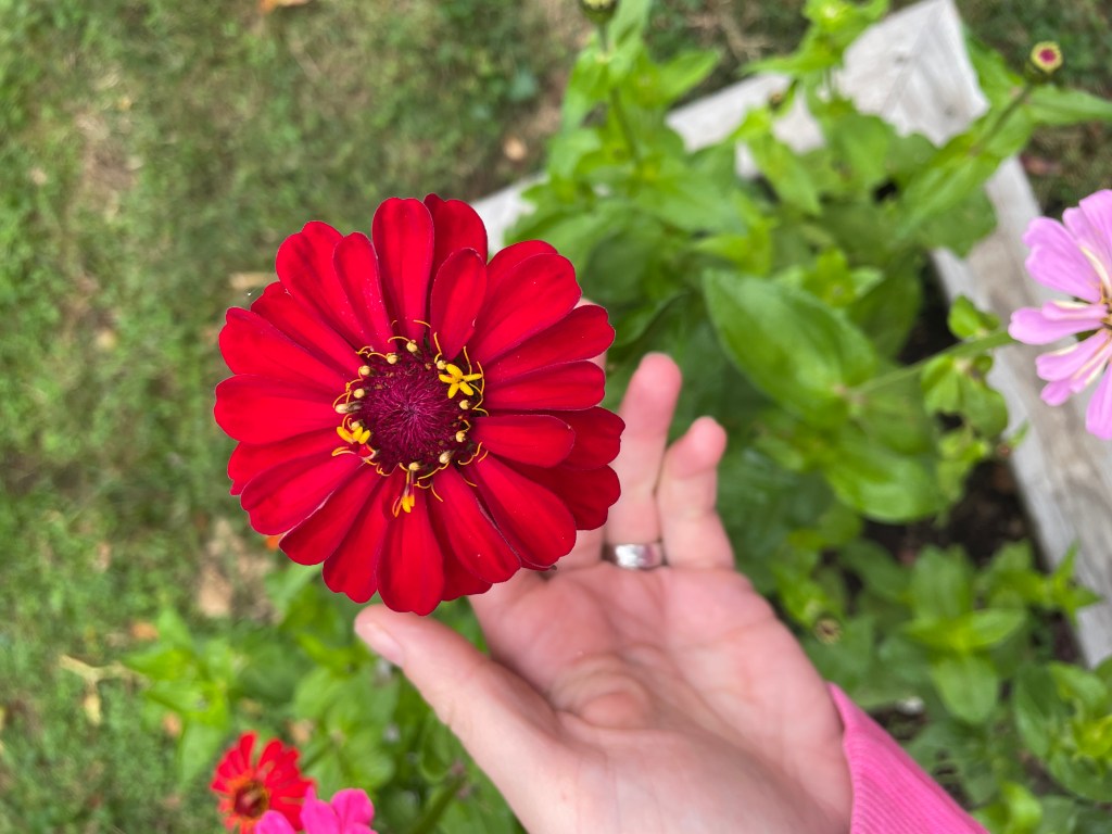 Zinnia grown from seed