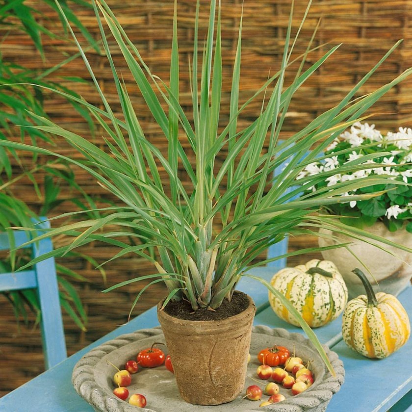 lemongrass plants