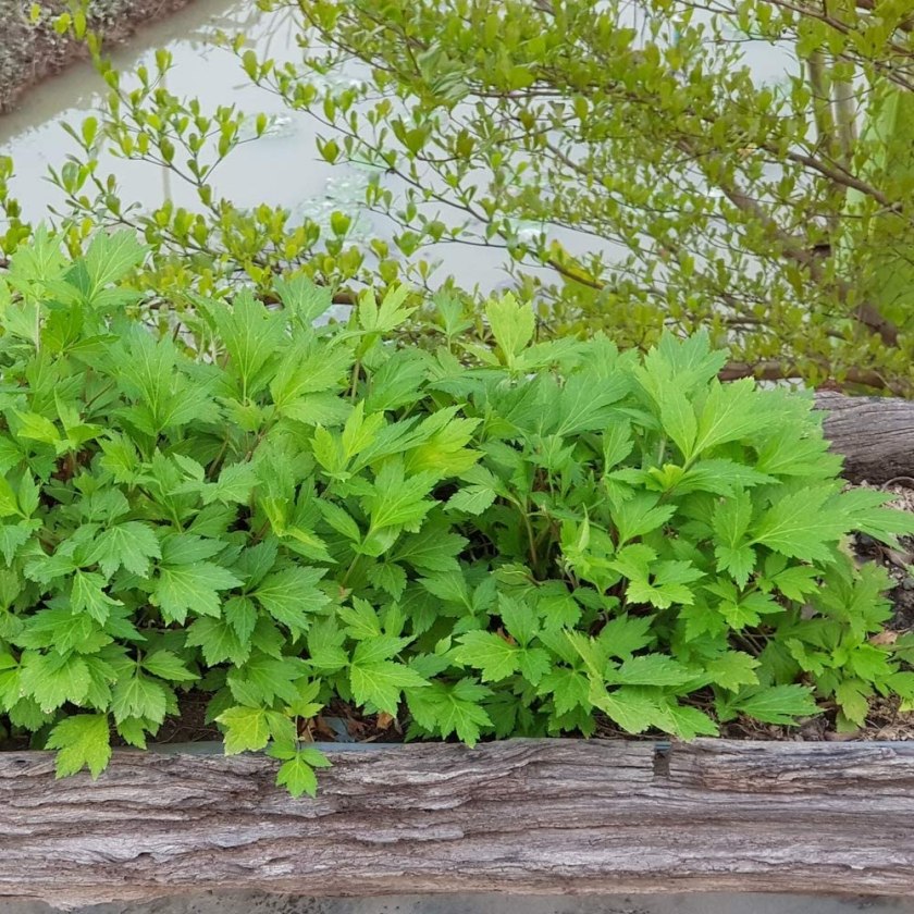 mugwort seeds