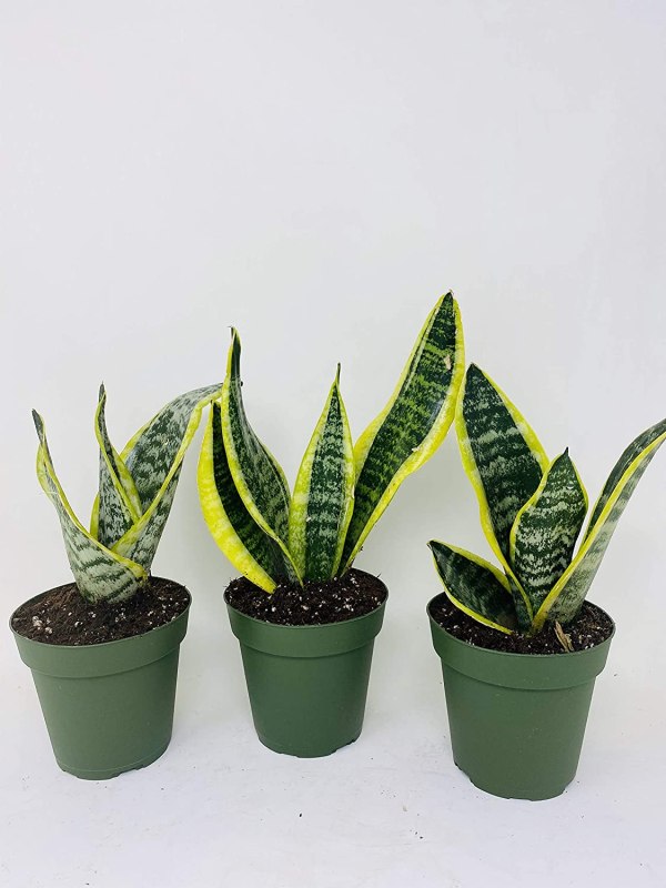 snake plant