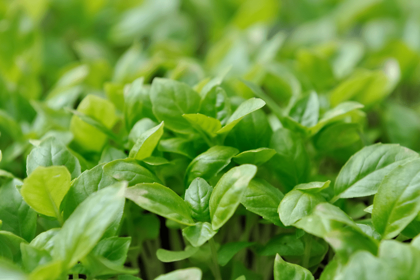 basil spring renewal herbs