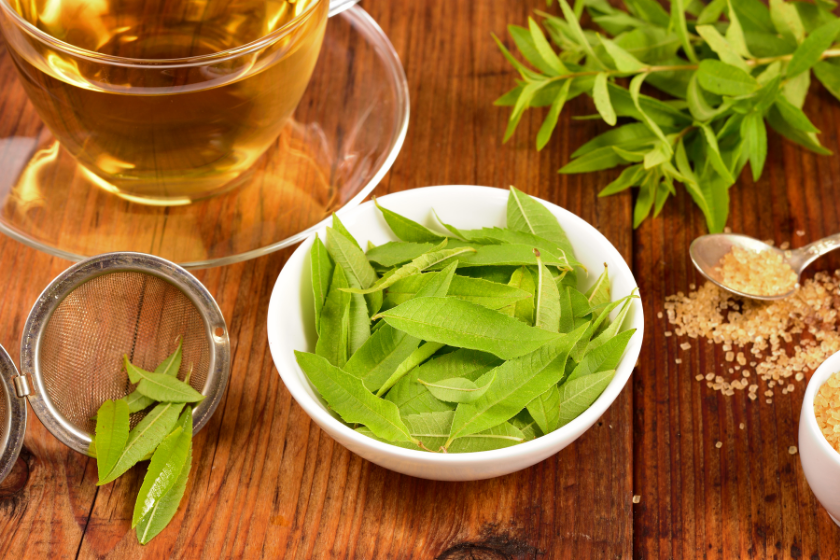 lemon verbena spring renewal herb