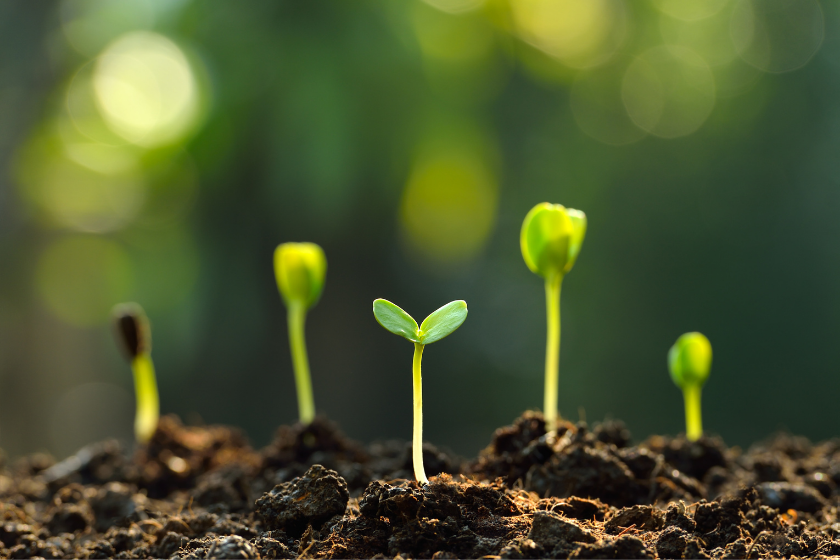 seeds in ground germinating bright green
