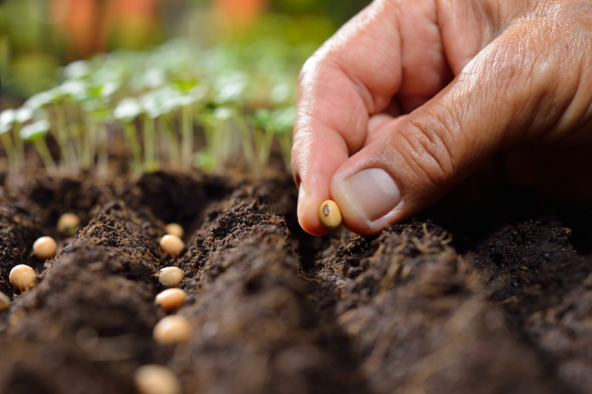 hand planting seeds
