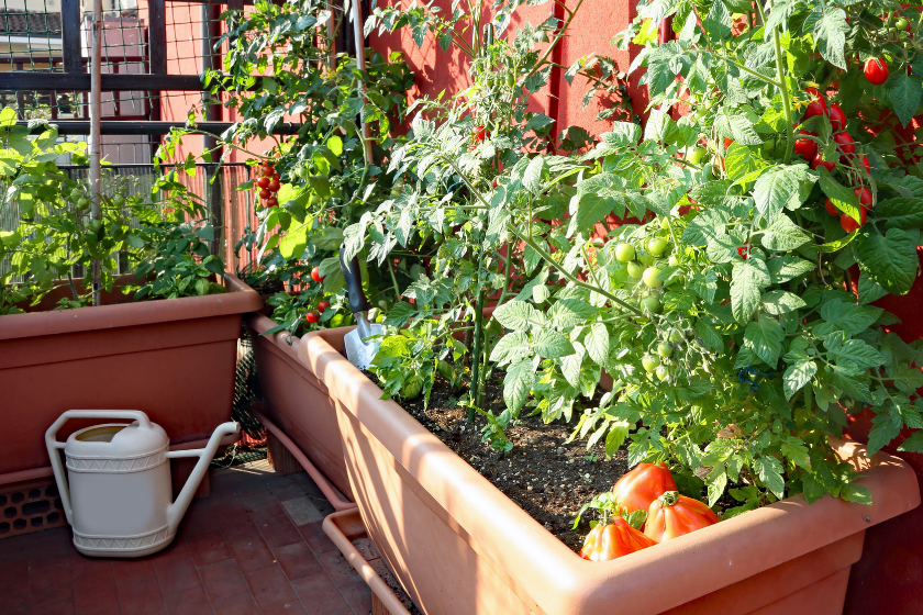 growing your own food