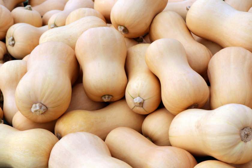 south anna butternut squash