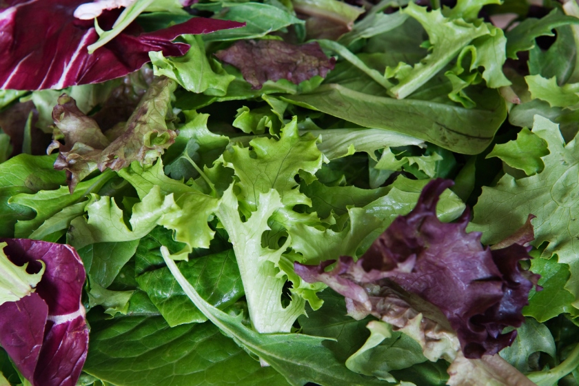 green leaf lettuce