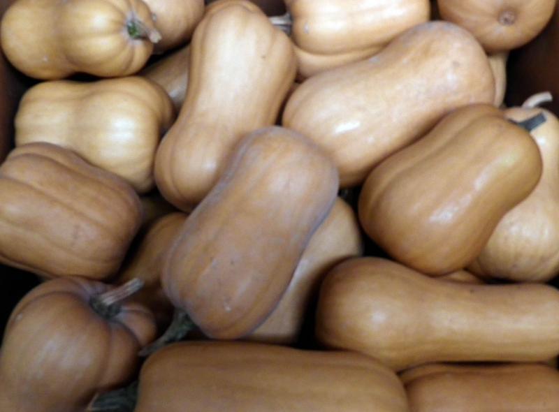 South Anna Butternut squash seeds