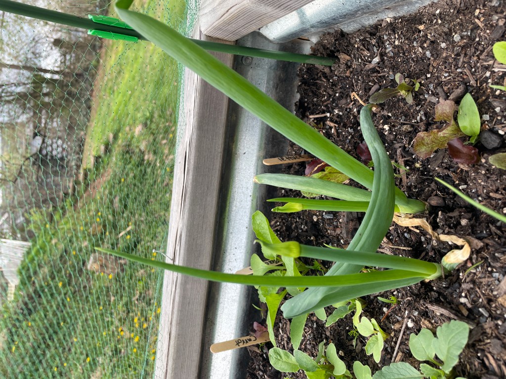 green onions
