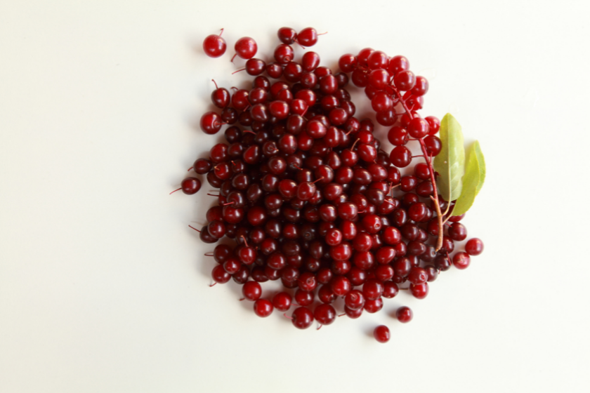 the chokecherry on white