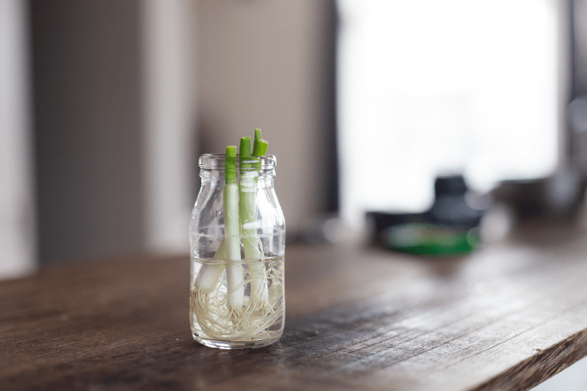 growing green onions