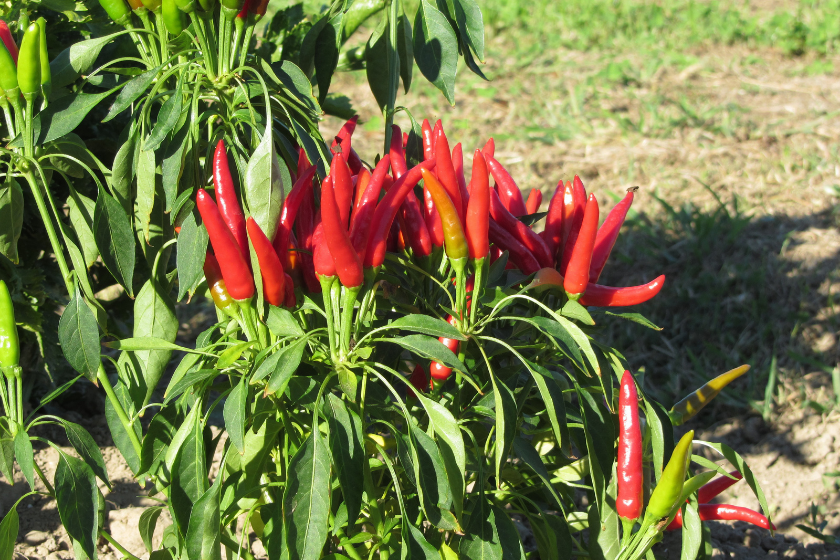 harvest tabasco pepper