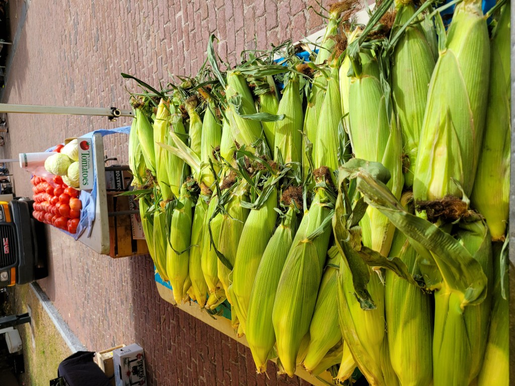 fresh corn