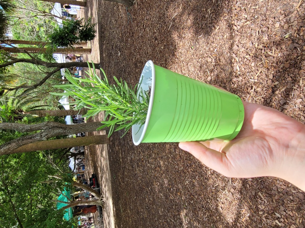 rosemary in cup