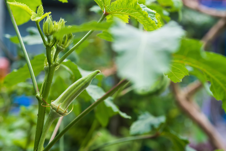 Okra or lady's Finger vegetable plant growing at home garden