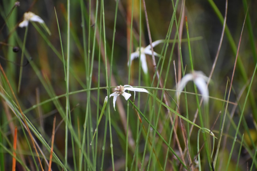 whitetop sedge aka Starrush whitetop in the swamp