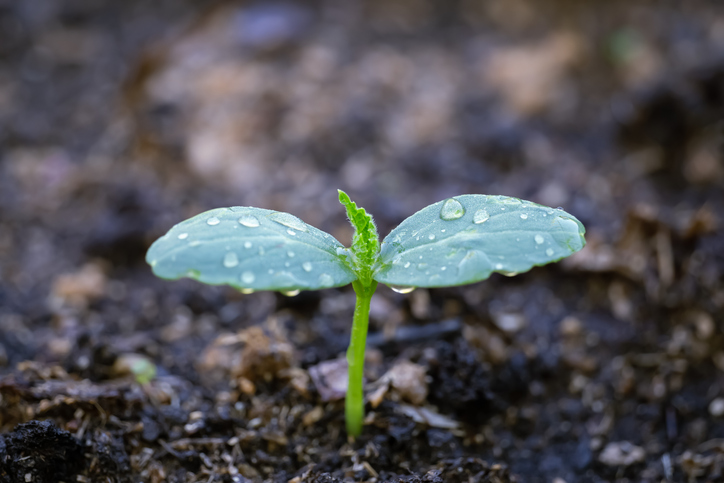 Watering sprout squash in a farmer's garden. Green sprout of zucchini or cucumber grows in ground in drops of water