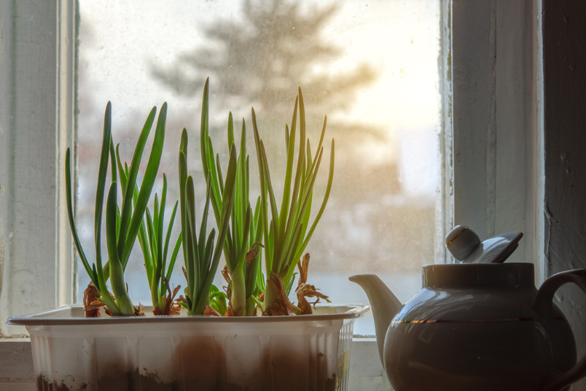 grow onions in containers