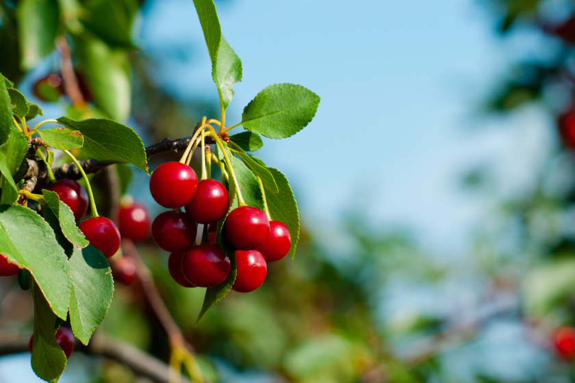 when is cherry season