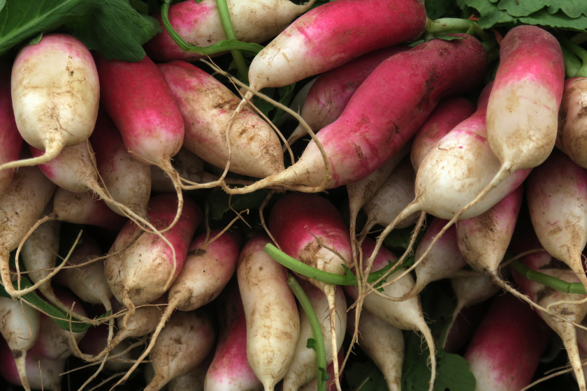 types of radishes