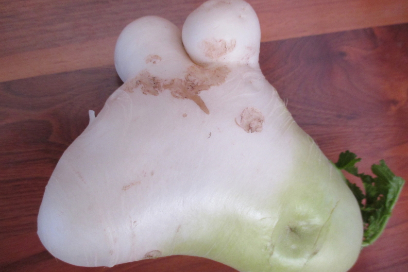 types of radishes