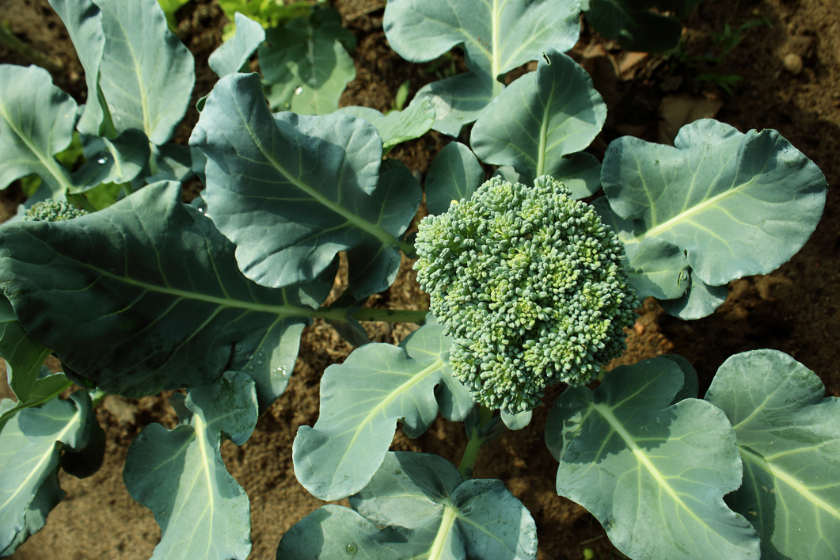 does broccoli need direct sunlight