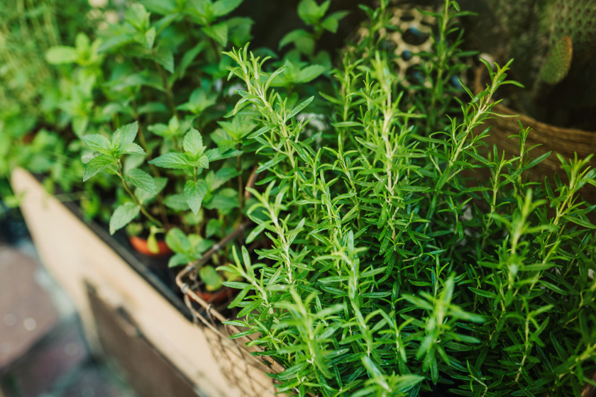 herb garden in trellis