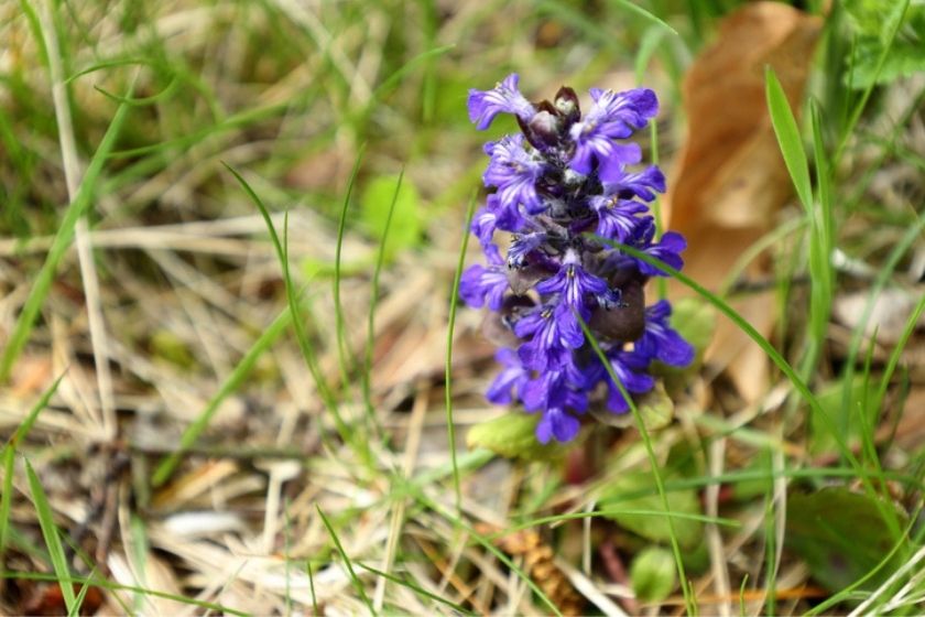 bugleweed What Flowers Bloom All Summer