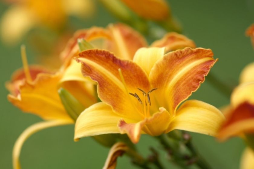 daylily What Flowers Bloom All Summer