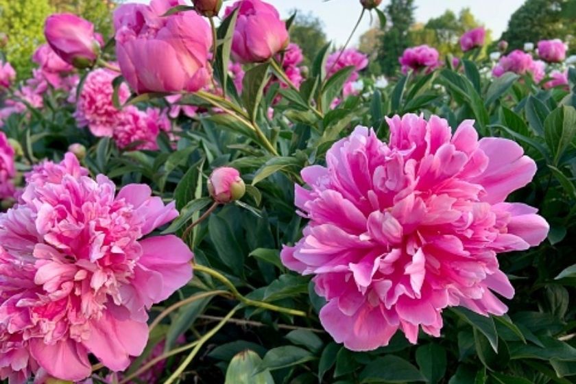 peonies - What Flowers Bloom All Summer