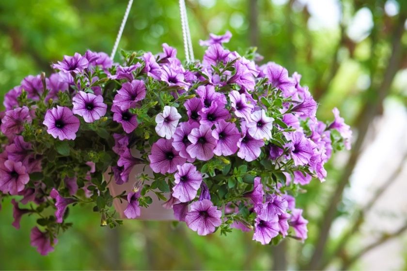 petunias