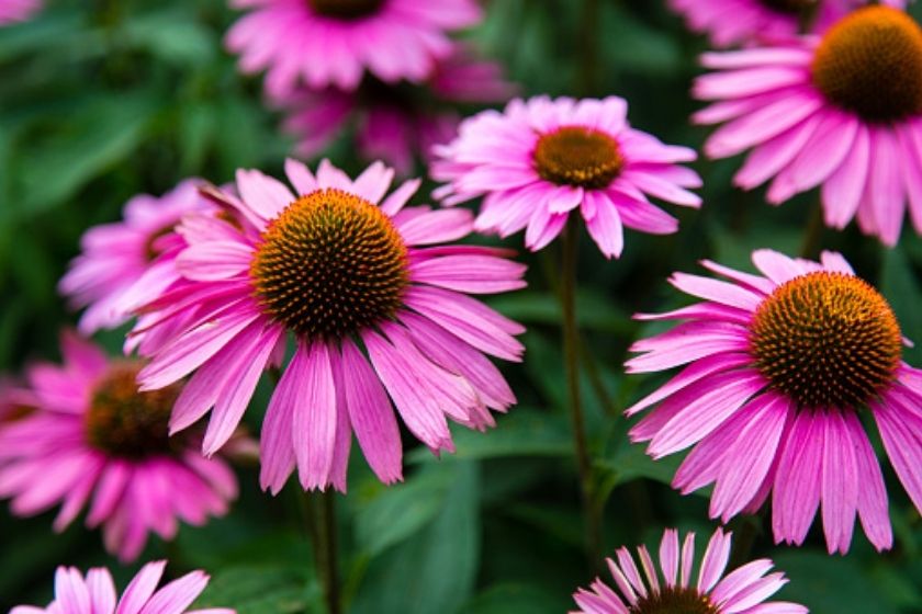 flowers bloom all summer - purple coneflowers