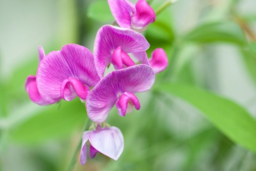 sweet peas - What Flowers Bloom All Summer