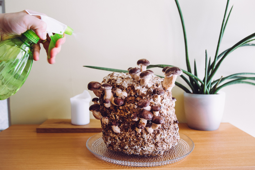 mushroom grow kit