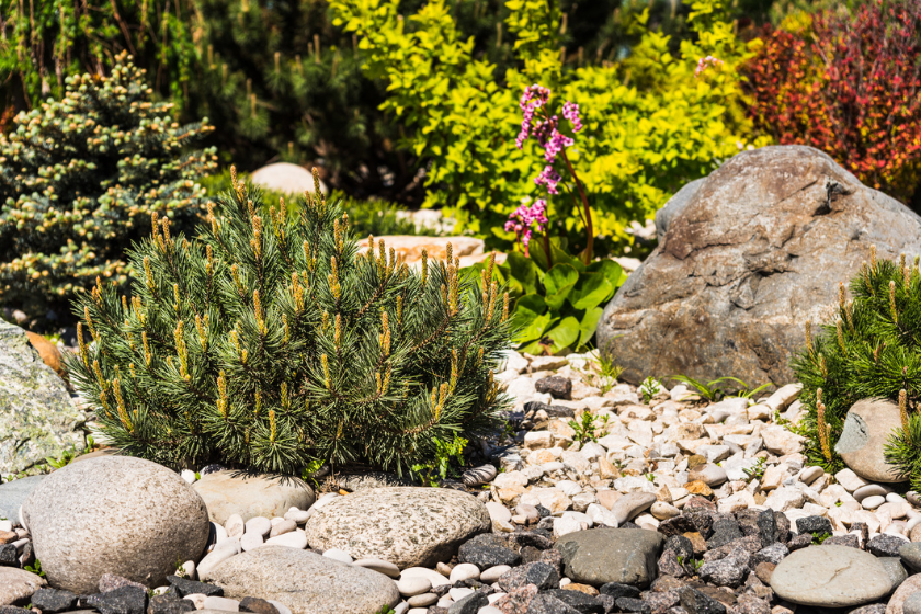 lawn alternatives