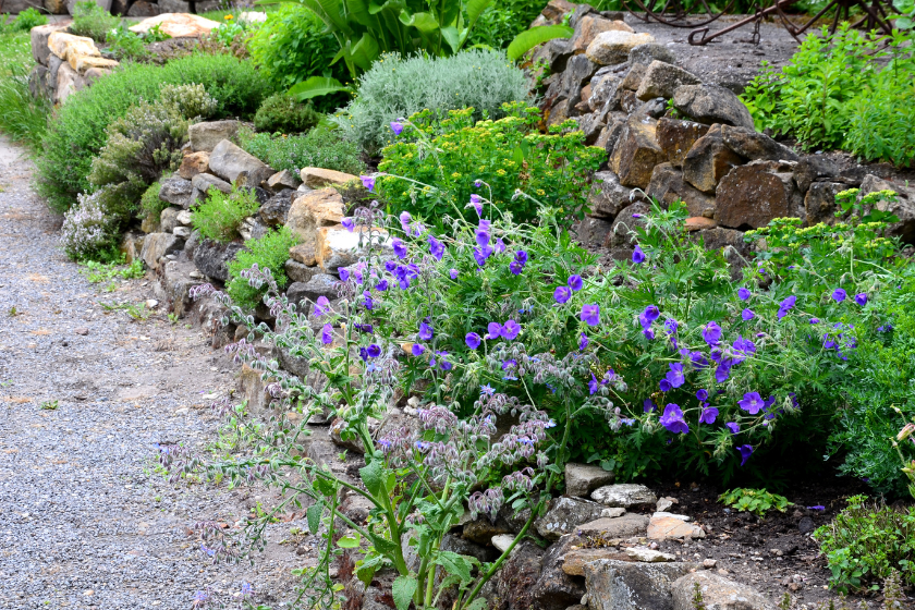 lawn alternatives