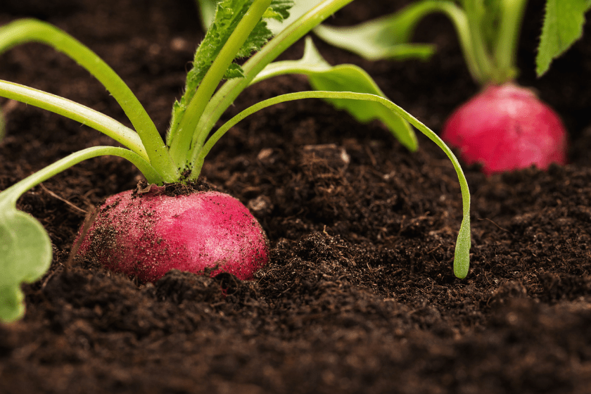 fall vegetables
