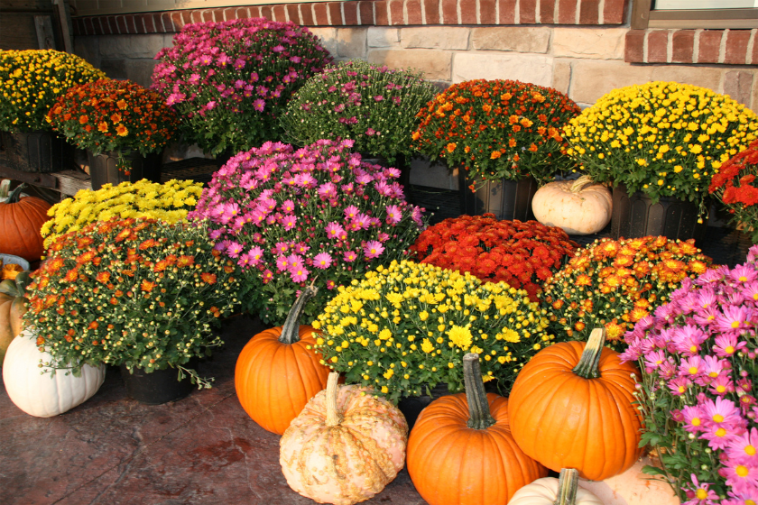 fall flowers to plant
