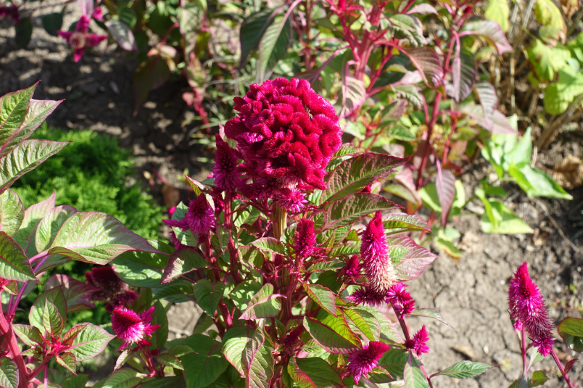 fall flowers to plant