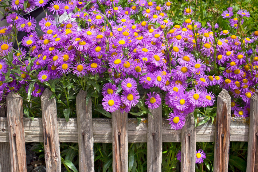 fall flowers to plant