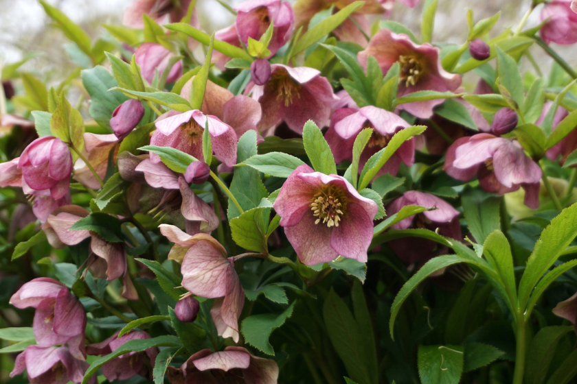 fall flowers to plant