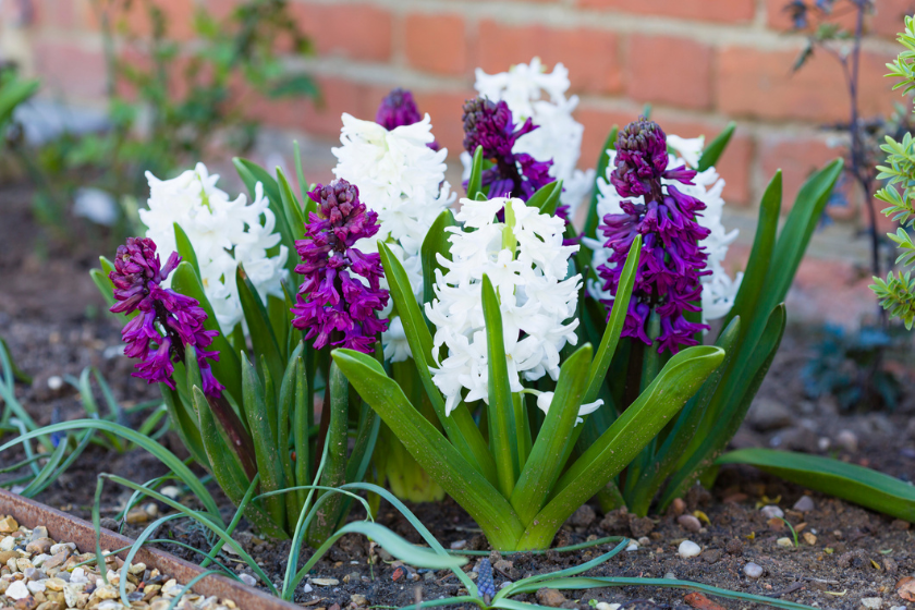fall flowers hyacinth