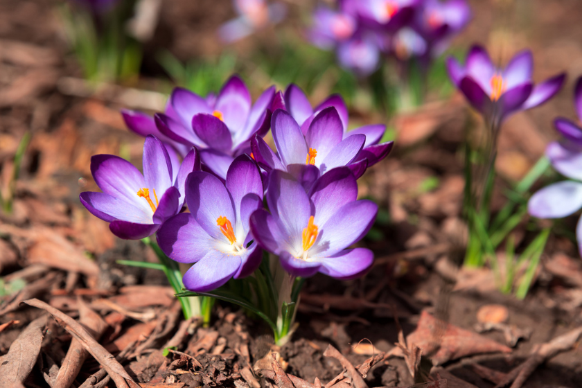 crocus